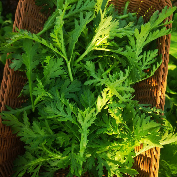 Fine-Leaved  Garland Chrysanthemum Seeds, 20g