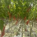 Pearl Falls Tomato, 20 Seeds