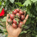 723 French Blue Cherry Tomato, 5 Seeds