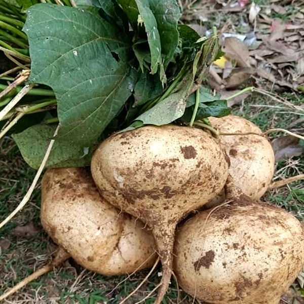 Mumashan Jicama, 10g