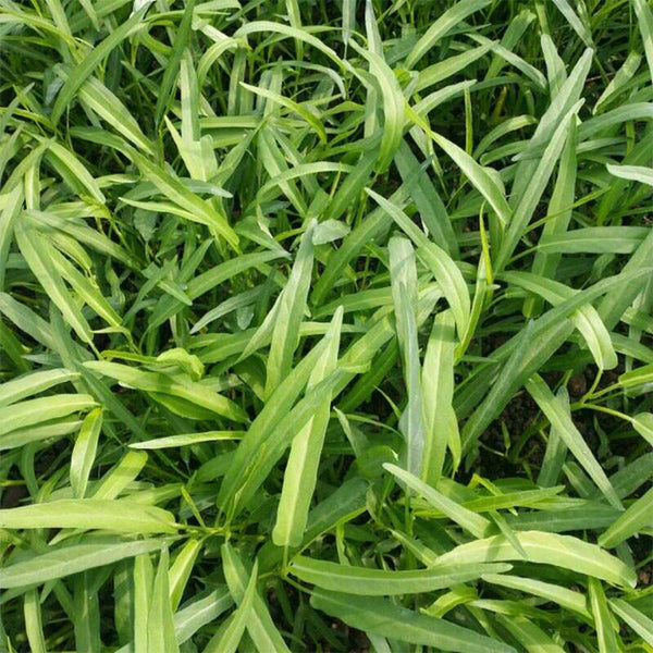 Willow Leaf Water Spinach Seeds, 10 Grams ≈ 250 Seeds