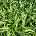 Willow Leaf Water Spinach Seeds, 10 Grams ≈ 250 Seeds