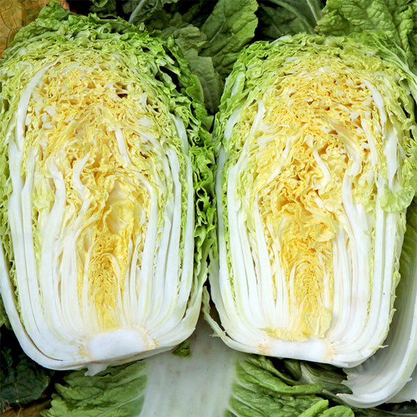 'Shuyue 601' Chinese Cabbage Seeds, 10g