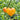 37 Grandmother's Greatness Tomato, 5 Seeds