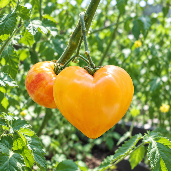 37 Grandmother's Greatness Tomato, 5 Seeds