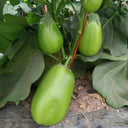‘Green Crown’ F1 Eggplant Seeds, 10g