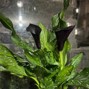 'Black Hero' Calla Lily, 16/18cm Circumference, 1 Bulb
