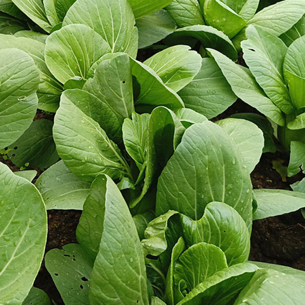 Jinmei 22 Green-stem Pak Choi Seeds, 10g