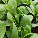 Jinmei 22 Green-stem Pak Choi Seeds, 10g