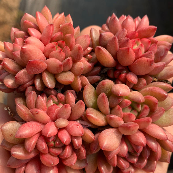 Sedeveria 'Pink Ruby', 3pcs x 1-head
