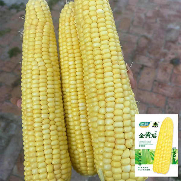Golden Queen Waxy Corn Seeds, 20g