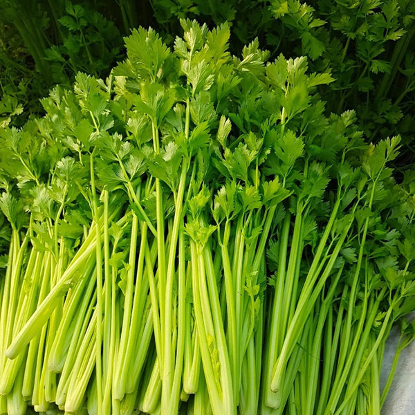 Four Seasons Fragrant Celery Seeds, 5g