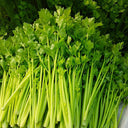 Four Seasons Fragrant Celery Seeds, 5g