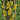 541 Snowberry Yellow Grape Tomato, 5 Seeds