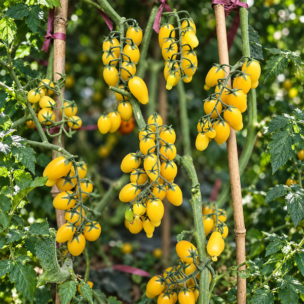 541 Snowberry Yellow Grape Tomato, 5 Seeds