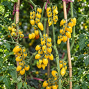 541 Snowberry Yellow Grape Tomato, 5 Seeds