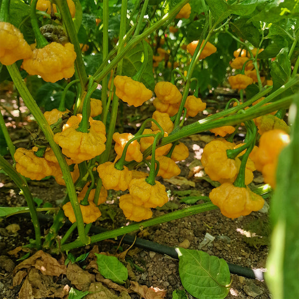 KS Lemon Starrburst Pepper, 5 Seeds
