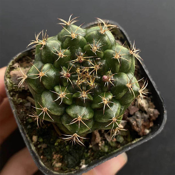 'Lishe Peony' Live Cactus, 3-4cm