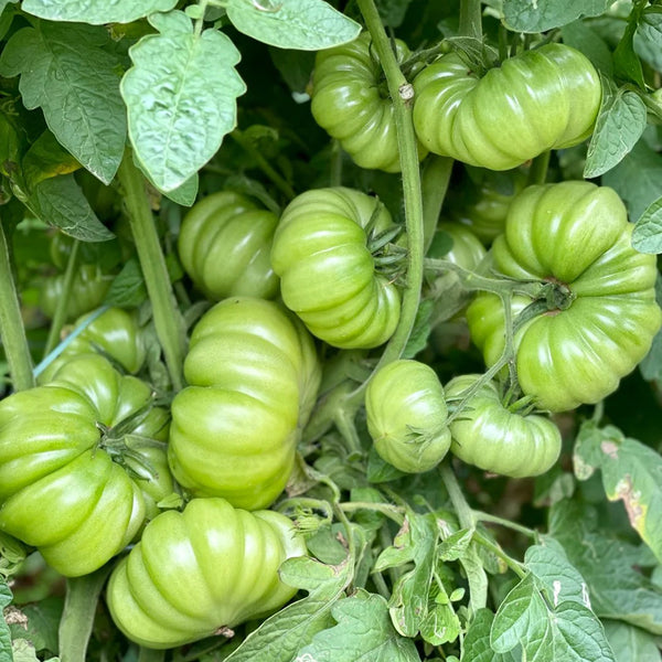Horseshoe Large Tomato Seeds