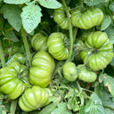 Horseshoe Large Tomato Seeds