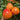 Sunshine Gourmet Tomato, 5 Seeds