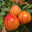 Sunshine Gourmet Tomato, 5 Seeds