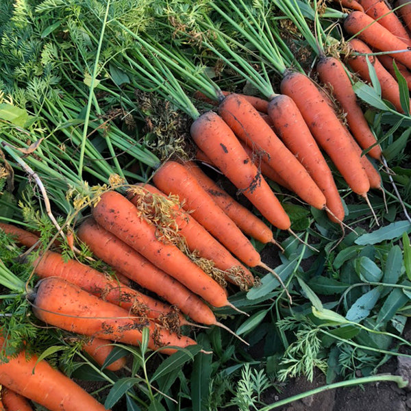 'H1182 F1' Carrot Seeds, 10g