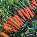 'H1182 F1' Carrot Seeds, 10g