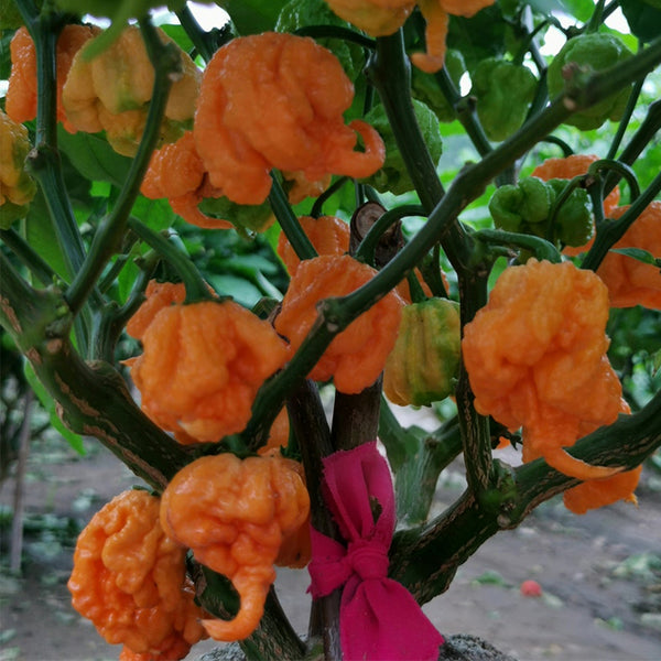 U2224 Orange-Yellow Carolina Reaper, 5 Seeds