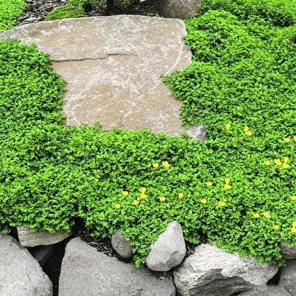 Green Carpet Rupturewort, 20 Seeds