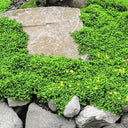 Green Carpet Rupturewort, 20 Seeds