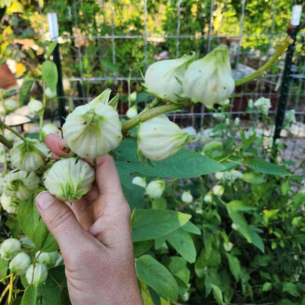 White Roselle Seeds (Hibiscus sabdariffa), Pack of 20