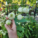 White Roselle Seeds (Hibiscus sabdariffa), Pack of 20