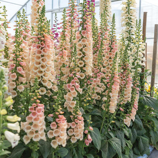 Pink Foxglove, 1000 Seeds