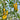 546 Transparent Drop Tomato, 5 Seeds