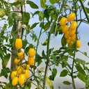 546 Transparent Drop Tomato, 5 Seeds