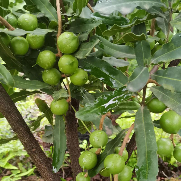 Macadamia Nut, 10 Seeds