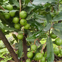 Macadamia Nut, 10 Seeds