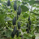Sweet Lucky Star Pumpkin Seeds, 500 Seeds