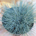 Festuca glauca, 100 Seeds