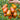 517 Pastel Sleeves Tomato, 5 Seeds