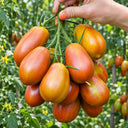 517 Pastel Sleeves Tomato, 5 Seeds