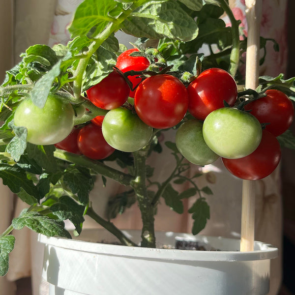 Siberian Mini Greenhouse Tomato Seeds, 5 Seeds