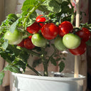 Siberian Mini Greenhouse Tomato Seeds, 5 Seeds