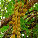 Evergreen Mucuna, 10 Seeds