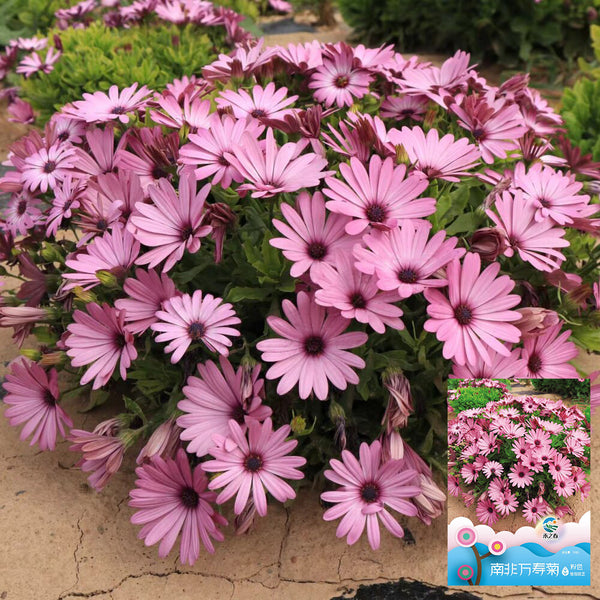 Pink African Daisy, 50 Seeds