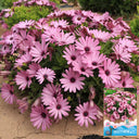 Pink African Daisy, 50 Seeds