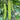 Silver Jubilee Pearl Bitter Gourd F1 Seeds, 20 Seeds