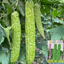 Silver Jubilee Pearl Bitter Gourd F1 Seeds, 20 Seeds