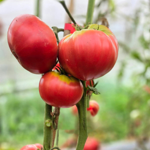712 Dora Giant Tomato, 5 Seeds